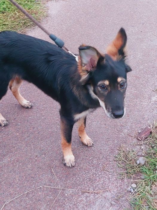 Отдаю собаку бесплатно СРОЧНО!!!