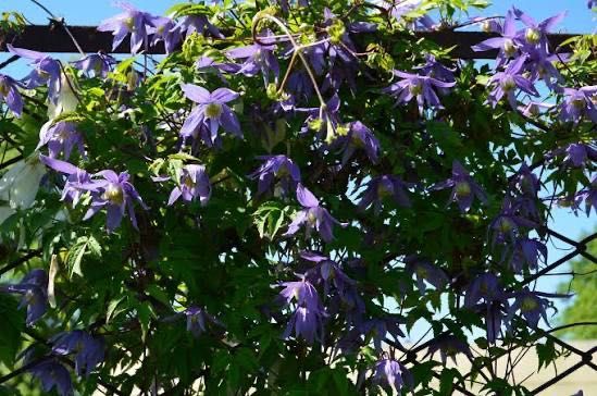 Клематис Клематис BLUE PIROUETTE 4-х річний