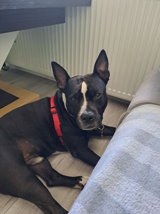 #Trójmiasto Domowa opieka nad psem.