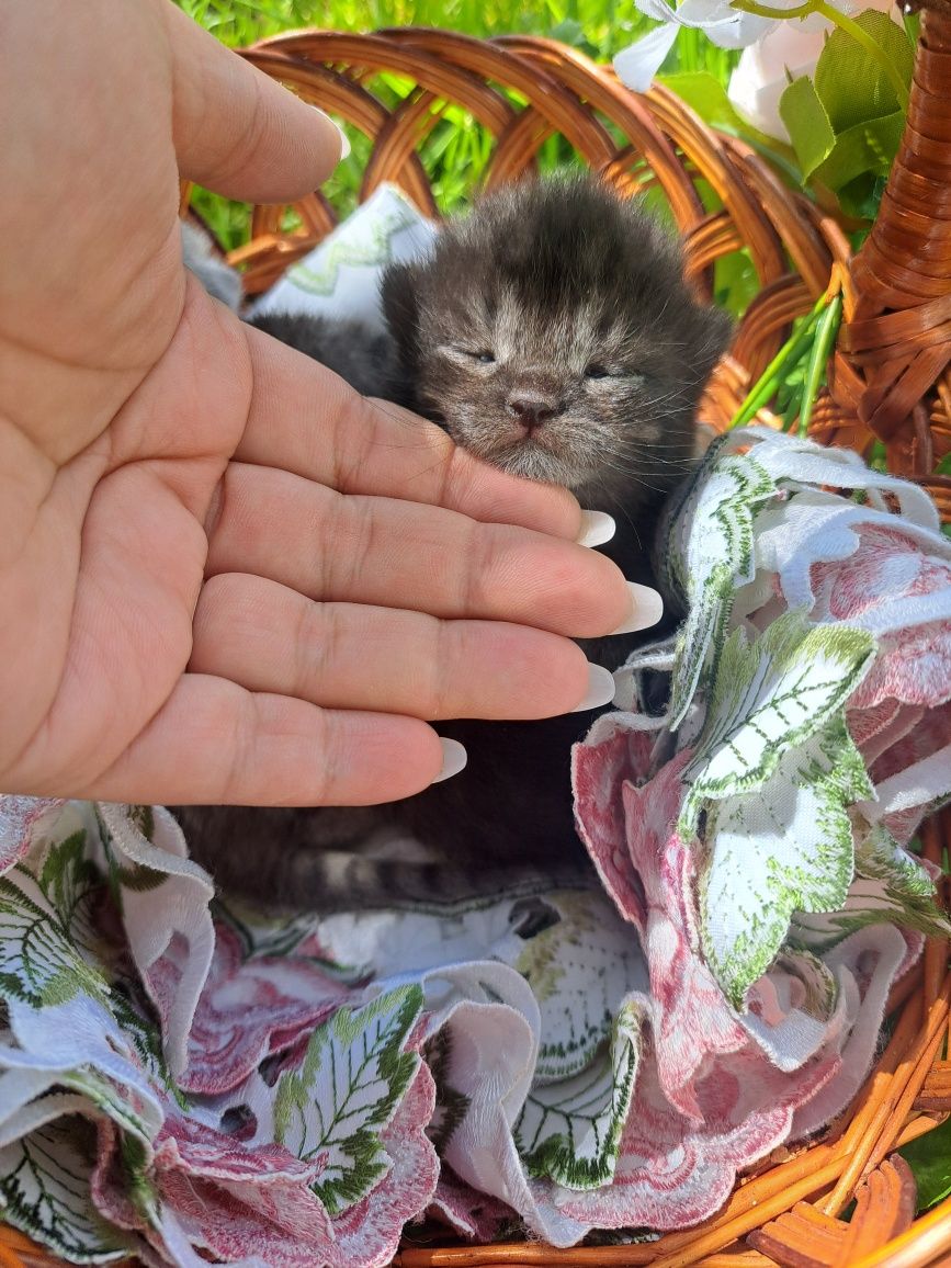 Британські котята є рідкісний містичний окрас чорний дим!!!