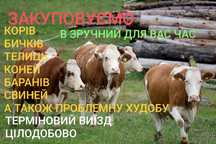 Продам корову телицю бичка