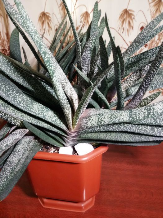 Гастерия бородавчатая (Gasteria verrucosa)