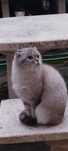 Gata Scottish Fold pera dar