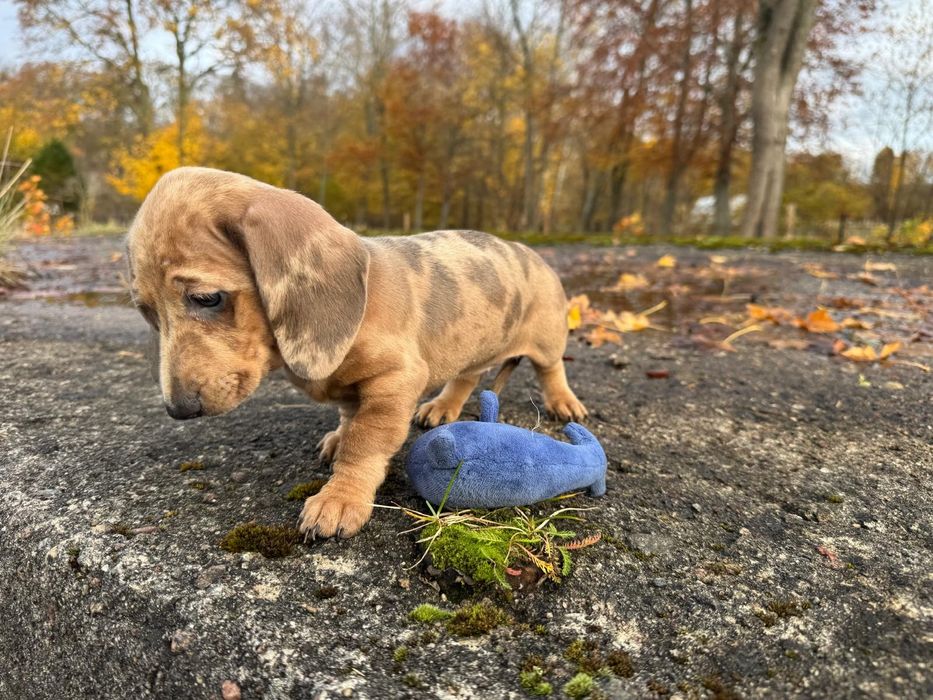 jamnik miniaturowy merlle suczka