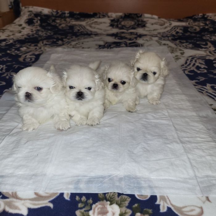 Цуценята пекінес