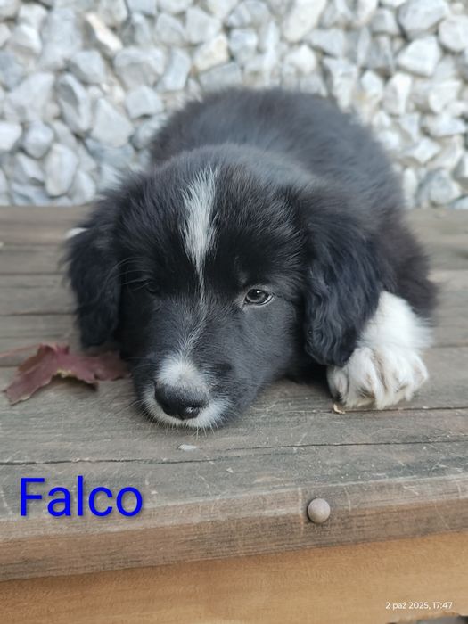 Border collie cudowny piesek przebadani rodzice do odbioru