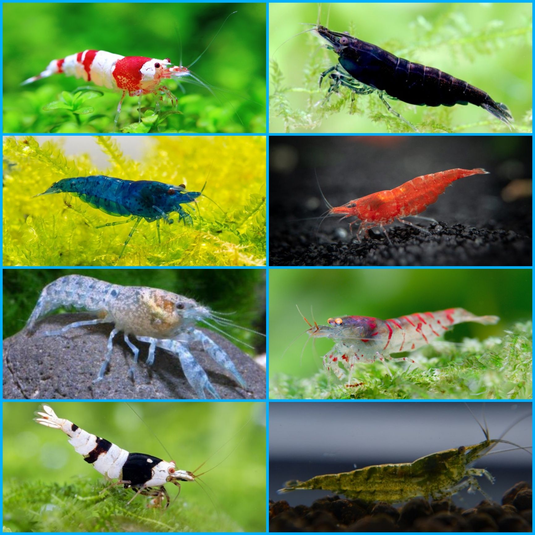 Aquasousa.com - Camarões Neocaridina, Lagostins e Caracóis