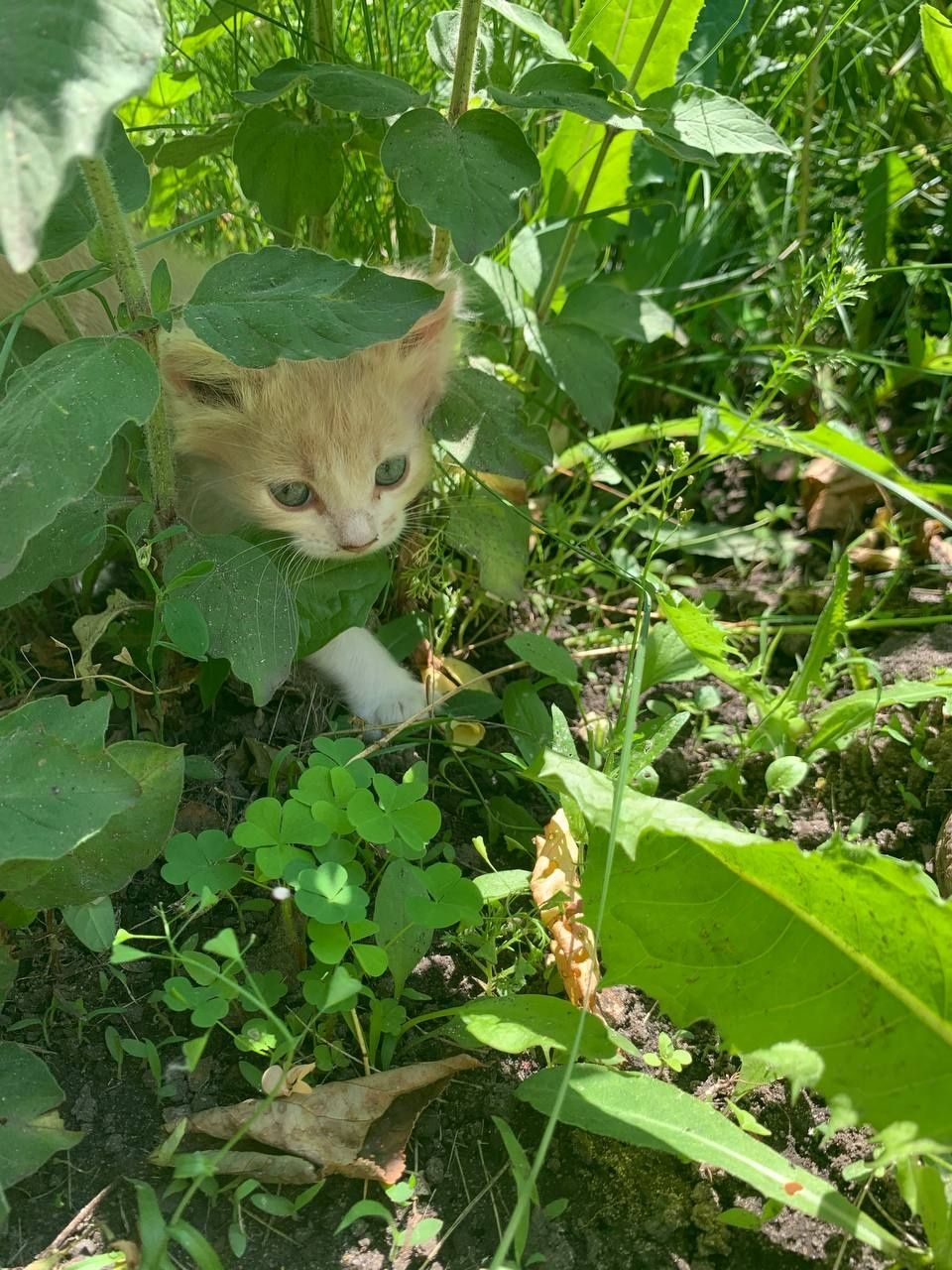 Отдам котят в хорошие руки