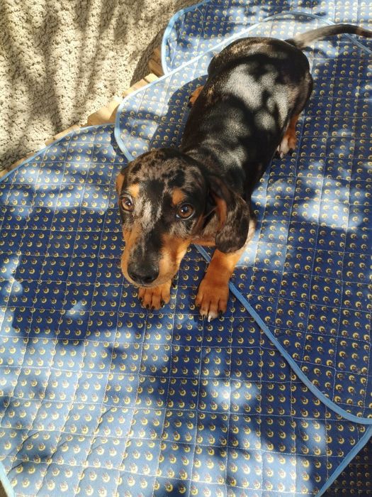 Мраморний красень