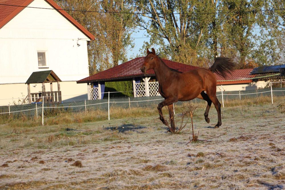 Klacz Zangersheide - CLARISSA Z ( Cascado x Calena)