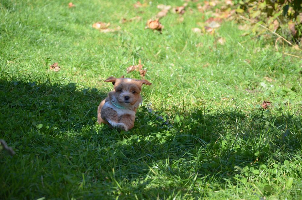 hawańczyk Gustaw  super piesek ZKwP/FCI