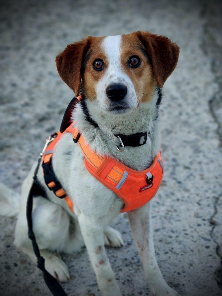 ARCHIE do adopcji