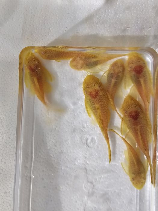 casais de ancistrus albinos