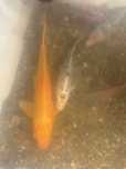 Peixes (carpa etc)