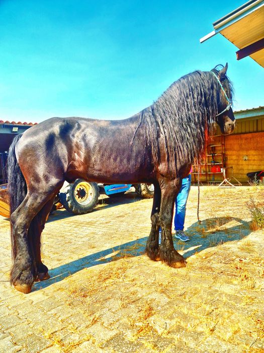 Cavalo frissio puro
