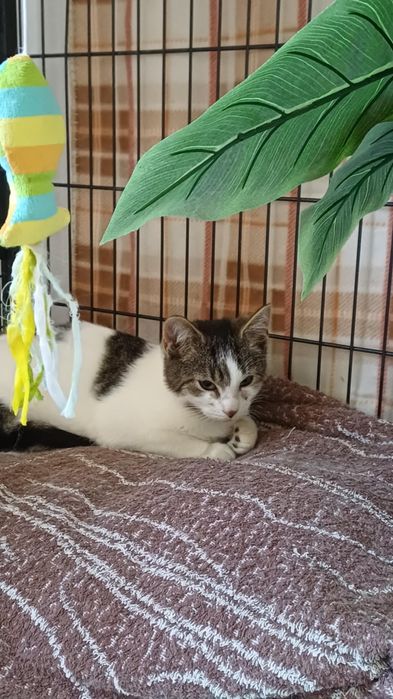 Korki do adopcji