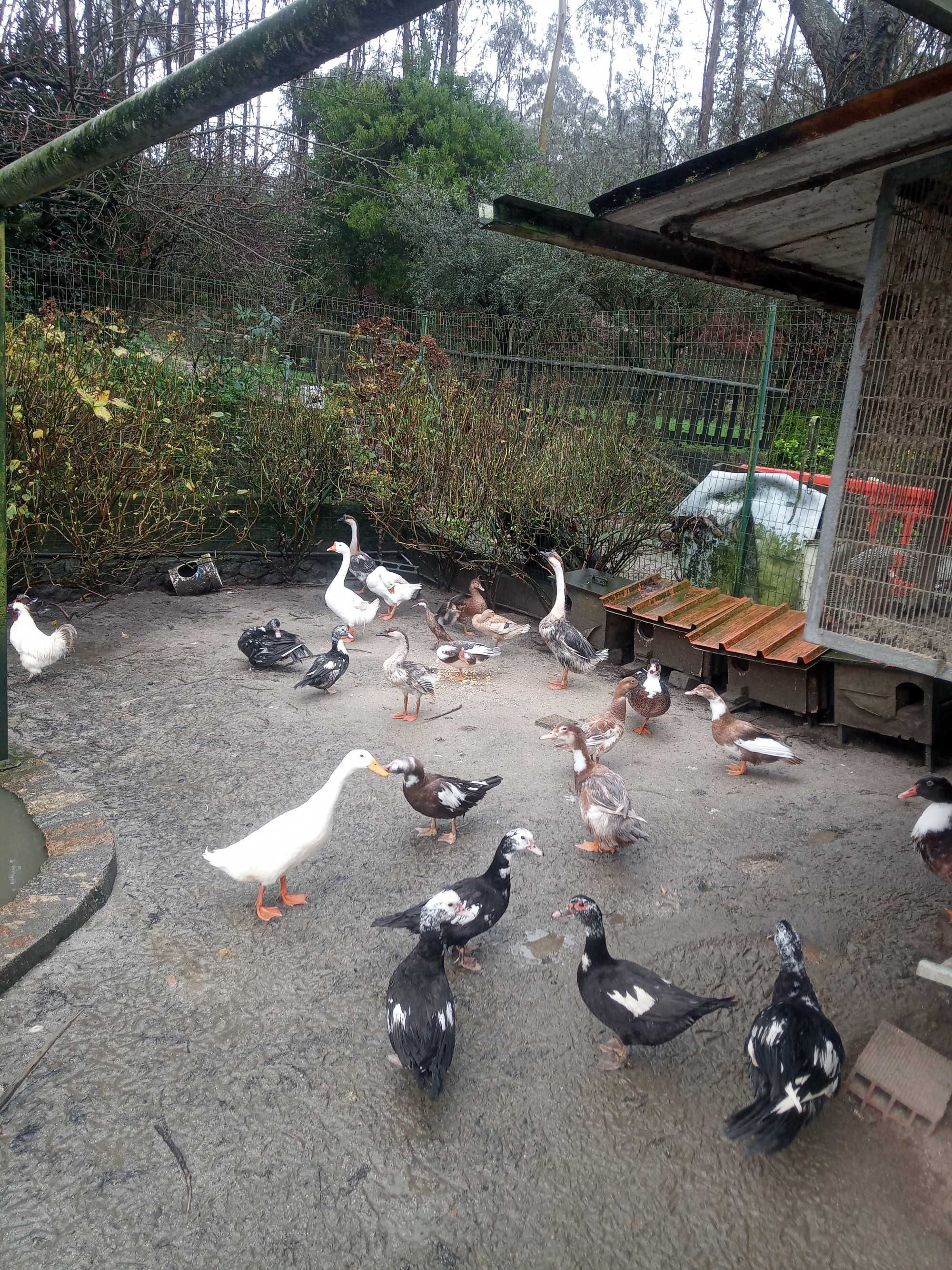 Patos mudos e gansos caseiros