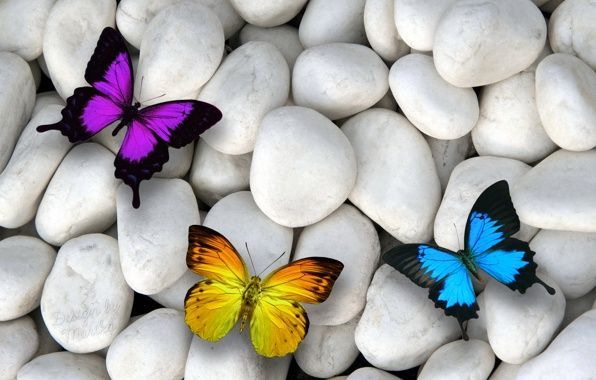 маникюр-педикюр Нащивание голосеевский р."ЛИКОГРАД"ТЕРЕМКИ2"у.Вильямса