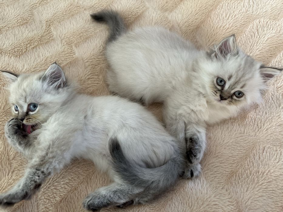 Британські 4 Кошенята для Люблячих Хазяів