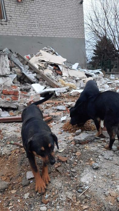 Потрібна допомога тваринках у покинутих селах на сході України