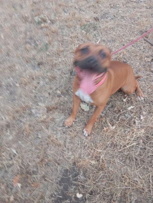 Щенок питбултерера девочка каричневая с белым