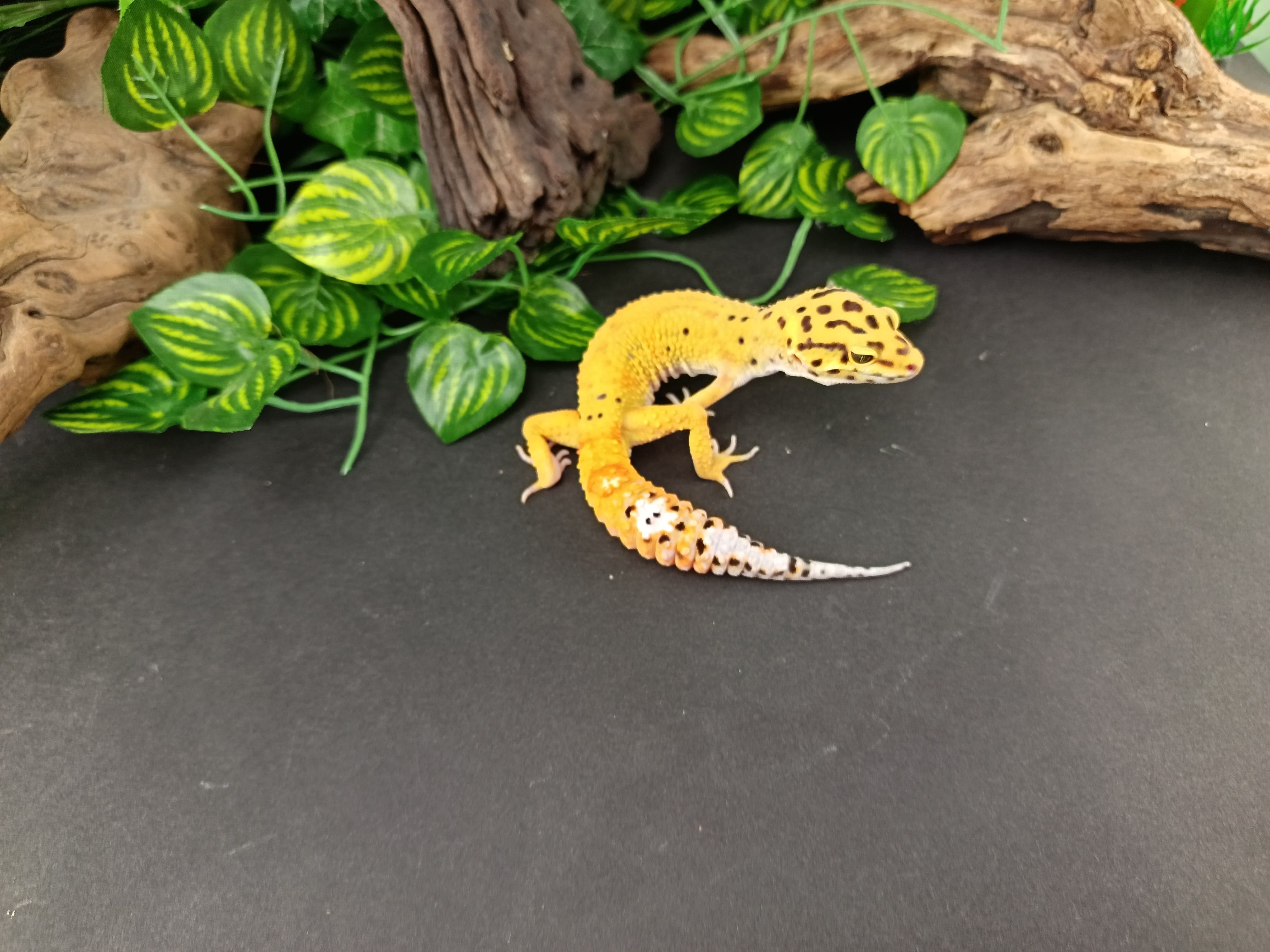 Gekon Lamparci Tangerine & Green Jungle  nr ref. EM436