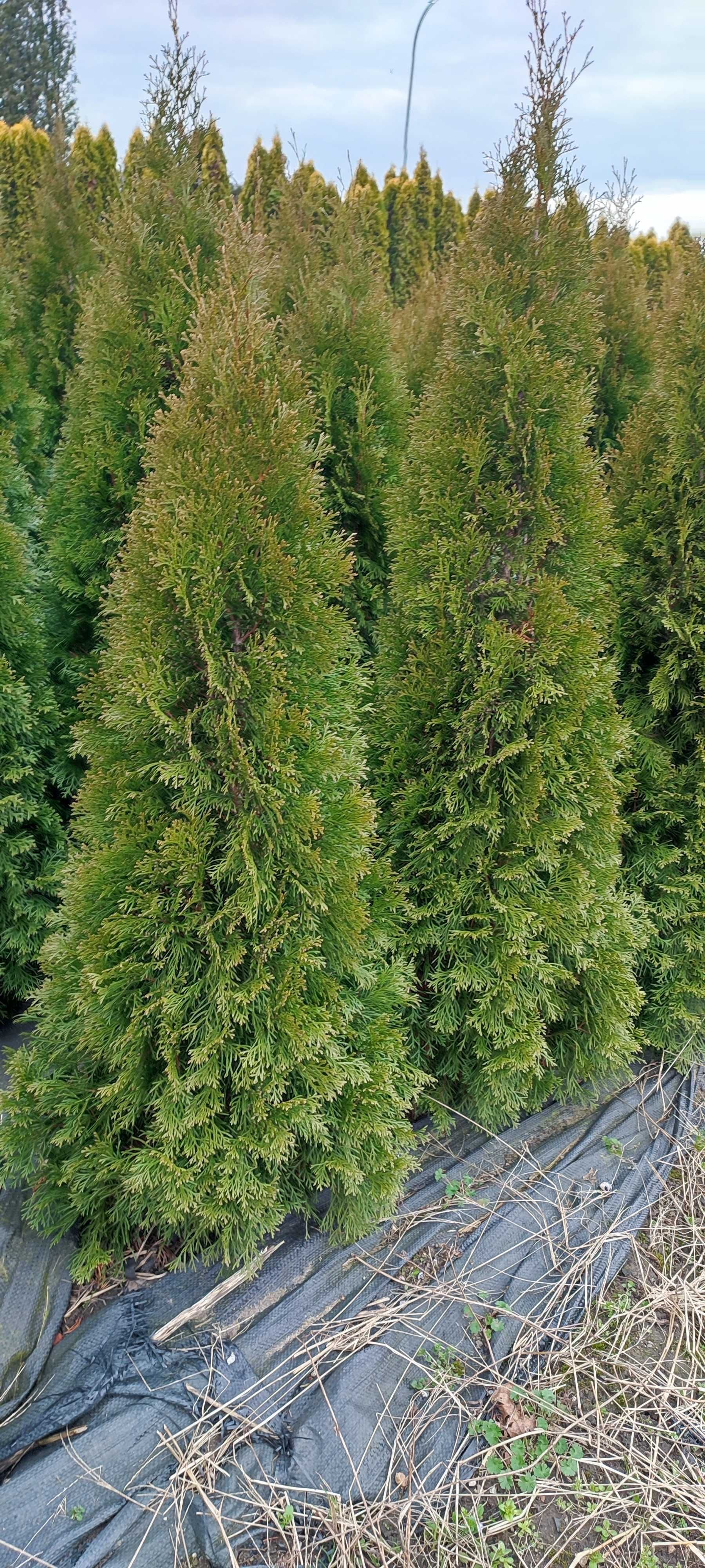 Thuja (tuja) szmaragd