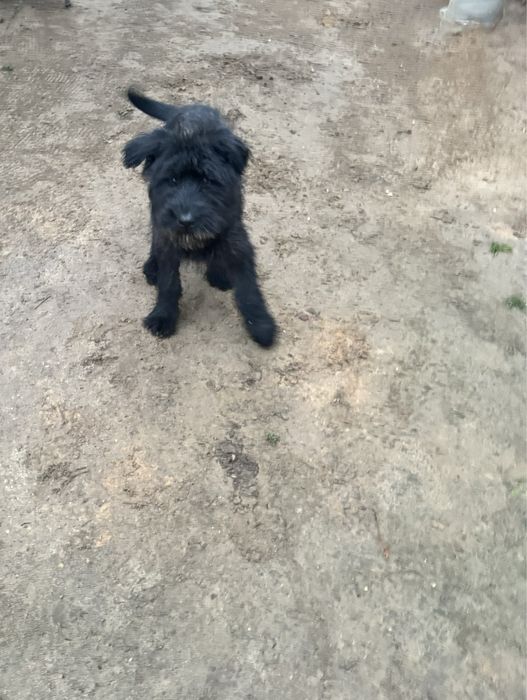 Szczeniak Sznaucer Olbrzym