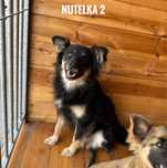 1 rok, 10 kg, niesmiała Nutelka 2 . Adopcja