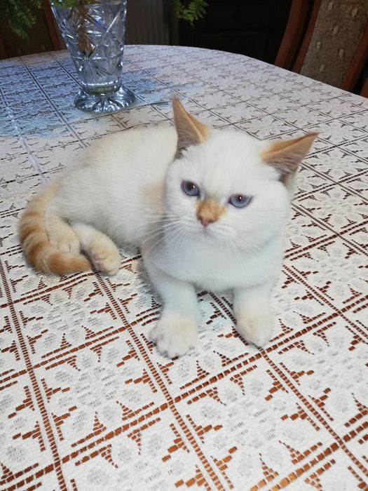Kot kotki kocięta koty brytyjski Gotowy do odbioru
