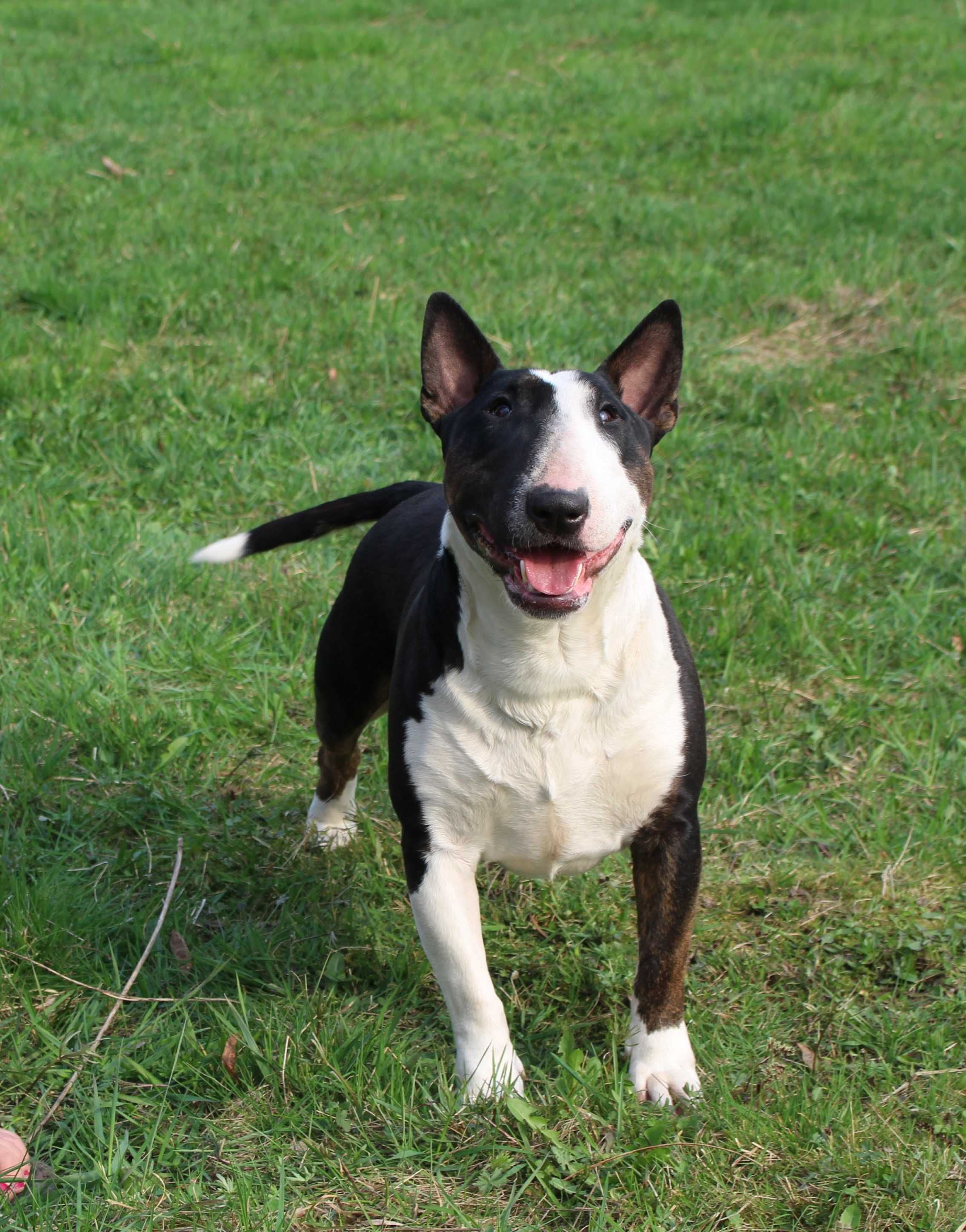 Suczka bulterier standardowy bull bullterrier