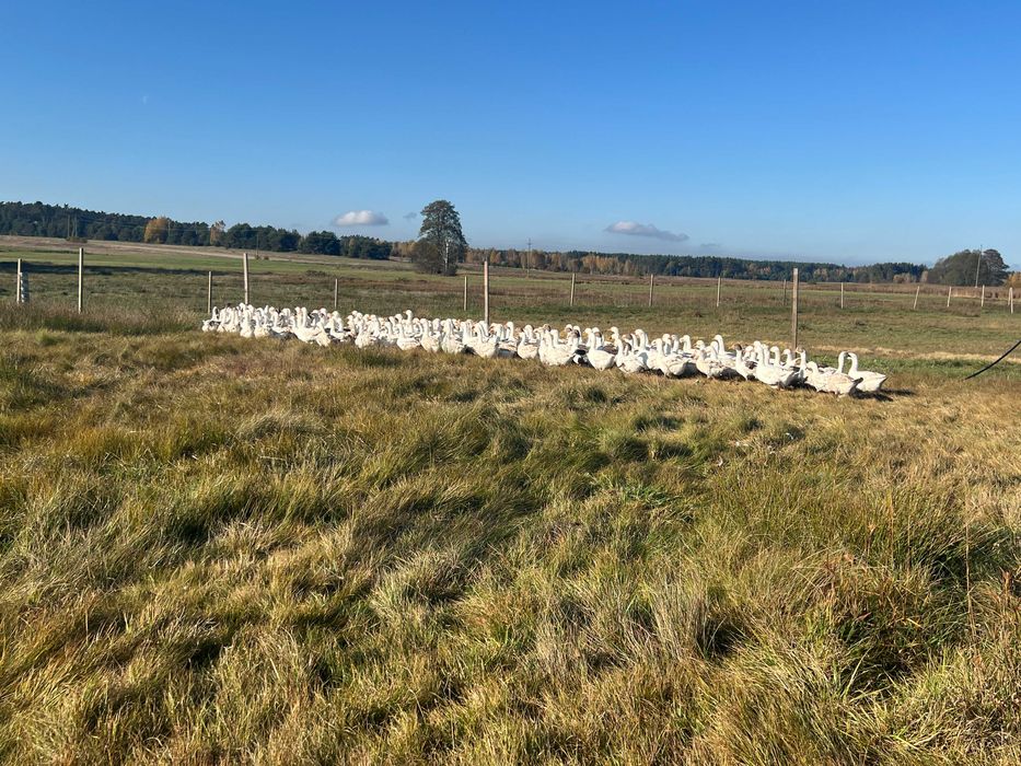 Sprzedam tuszki gęsi