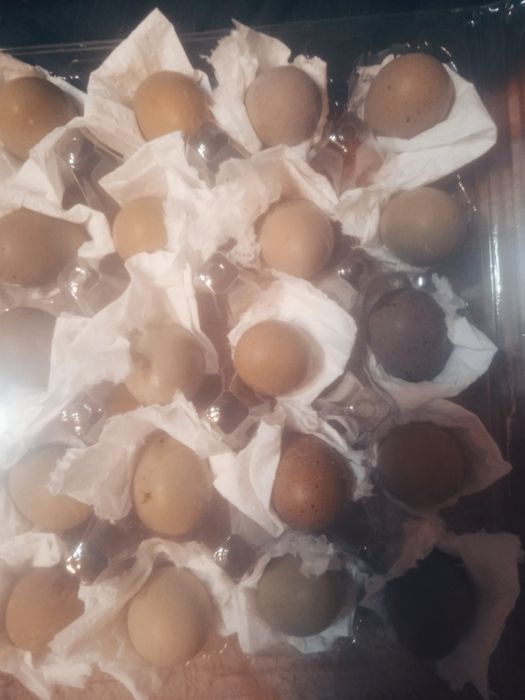 Sprzedam jajka lęgowe od przepiórki chińskiej