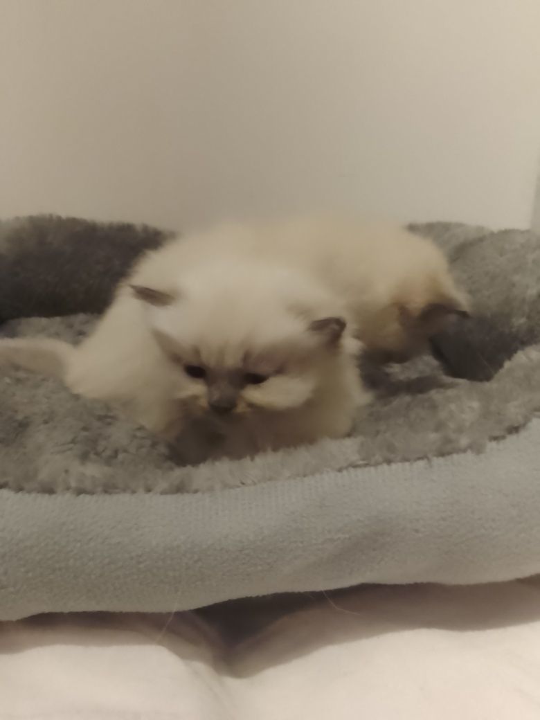 Британські котики