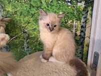 Ragdoll- dziewczynka seal point mitted lynx