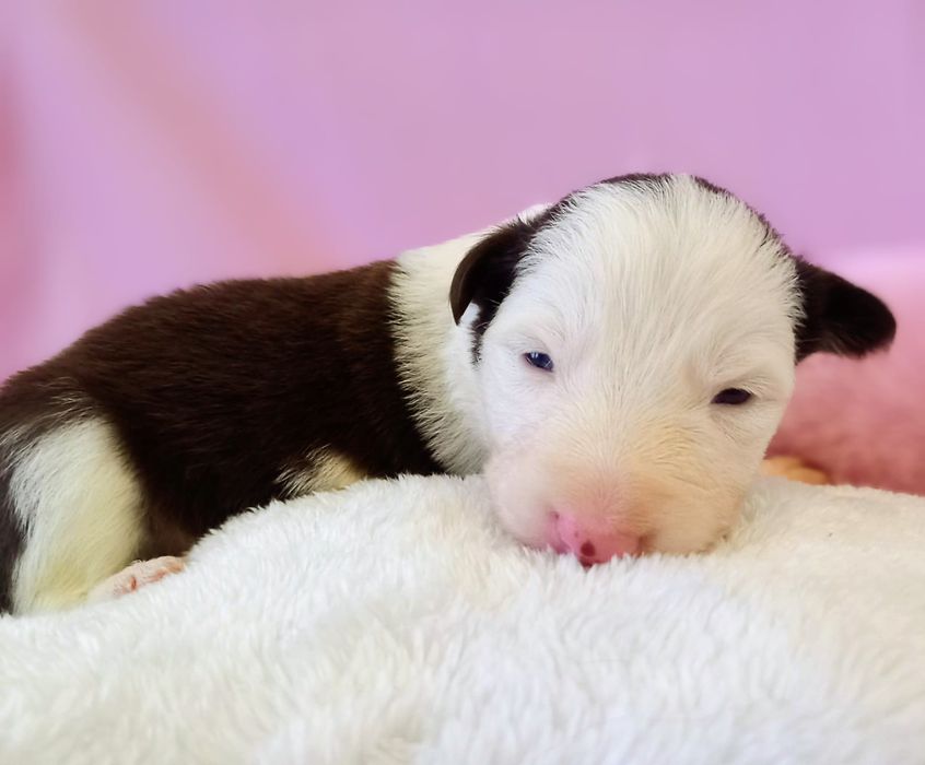 Border Collie suczka Koka czekoladowa
