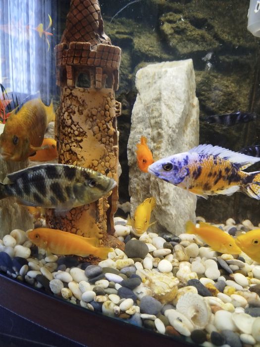 ЦИХЛІДИ (золотий леопард)