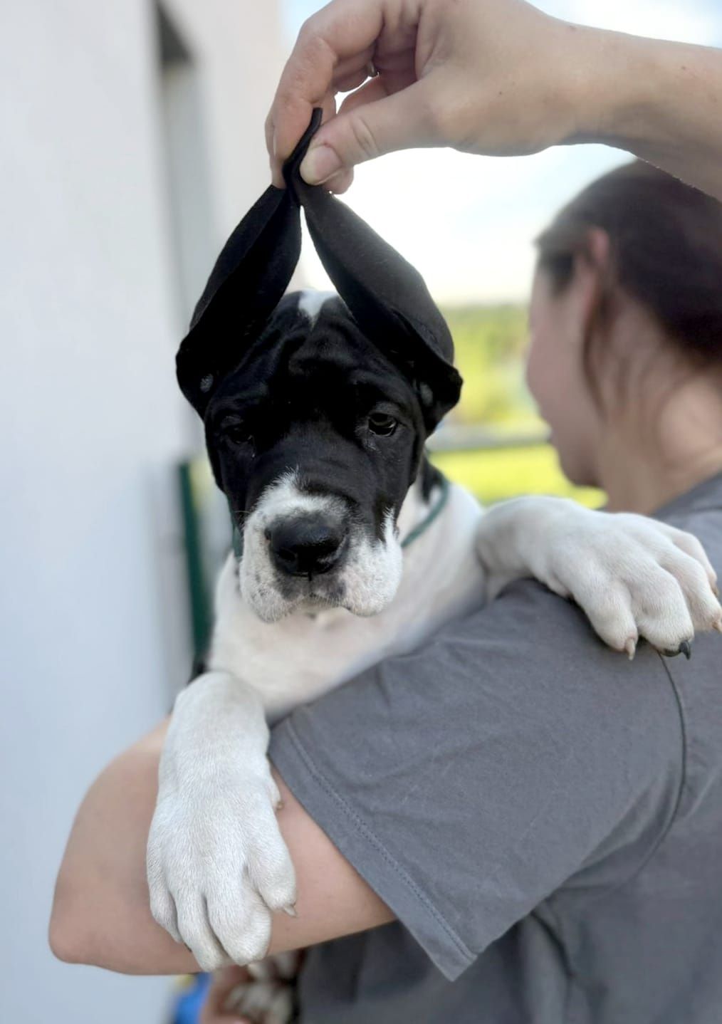 Gotowy na nowy dom. Dog niemiecki FCI płaszczowy z domowej hodowli