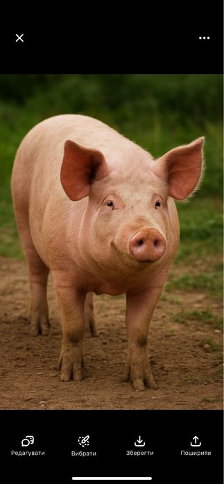 Продається свиня