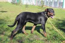 szczeniak Doberman mix Dale szuka domu-schronisko Bełchatów -aktualne