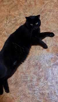 Черный котик Чорний кот