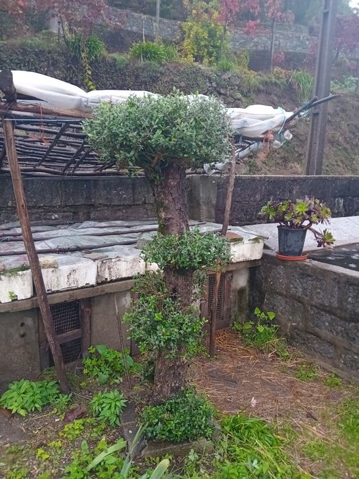 Duas Oliveiras para decoraçao jardím