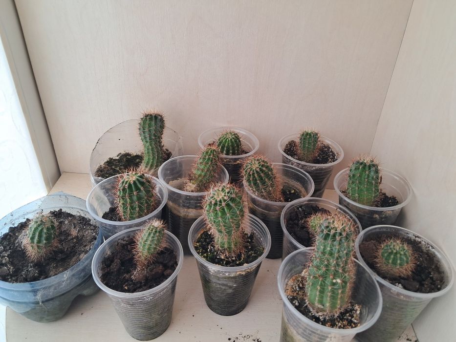 Кактусы маленькие