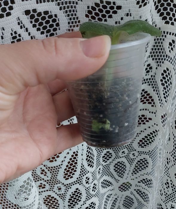 Фиалки, комнатные цветы