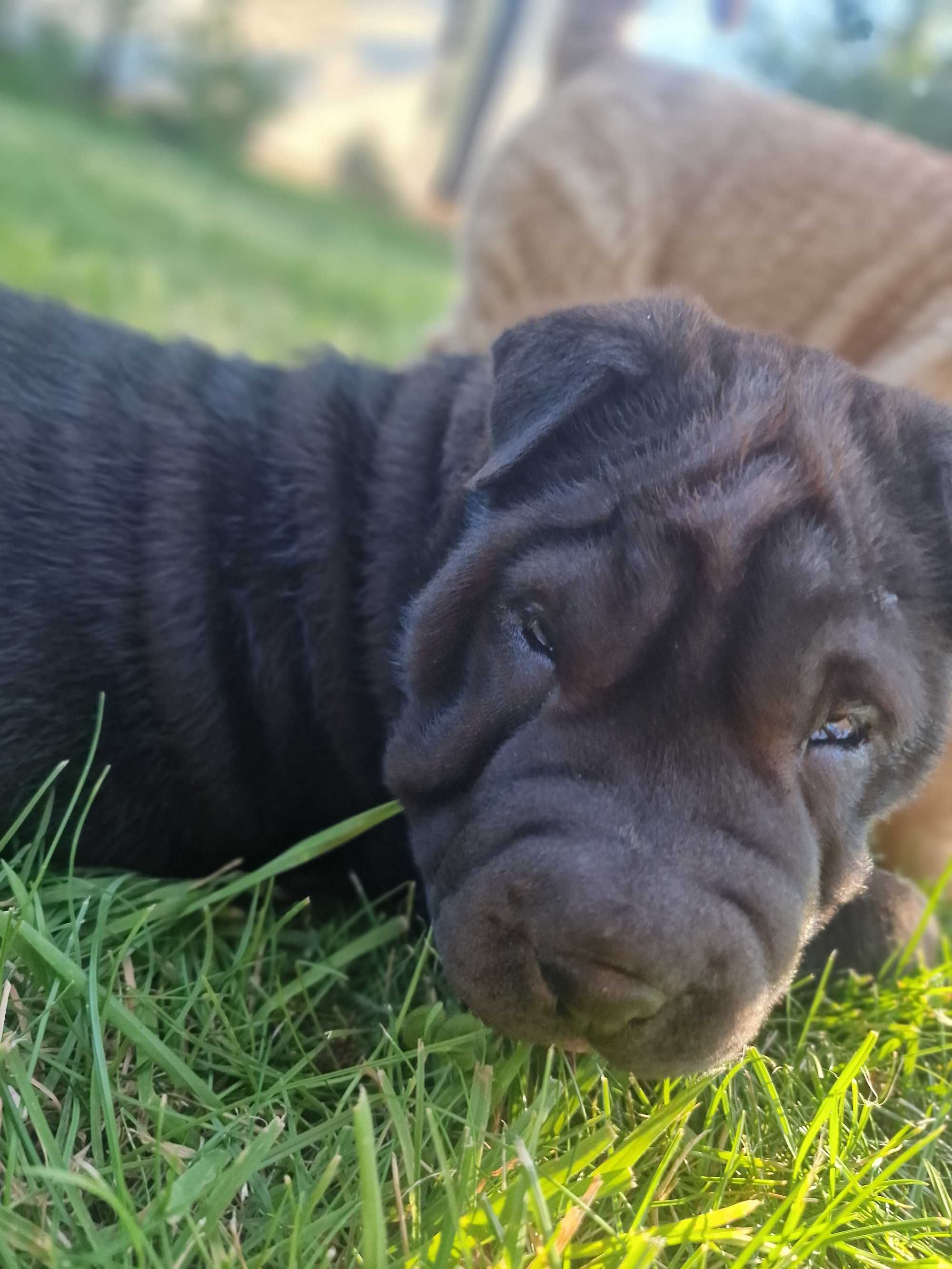 Suczka shar pei FCI