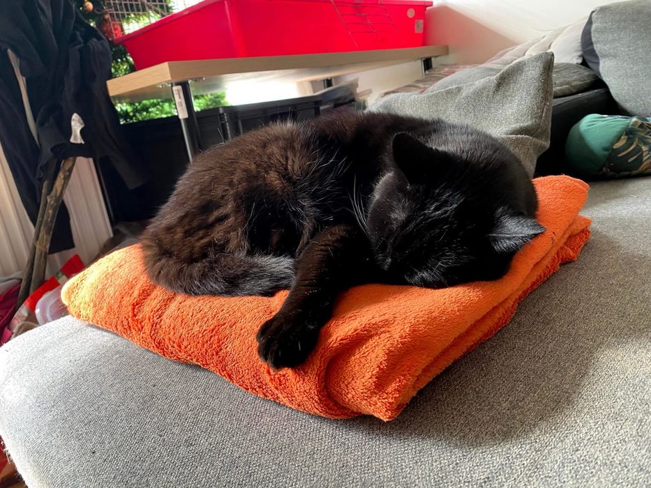 PAN TADEUSZ- szuka domu stałego