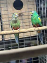 Певчие попугаи. Співочі папуги