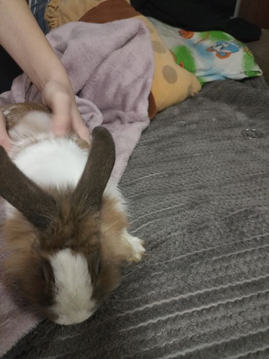 Декоративний кролик