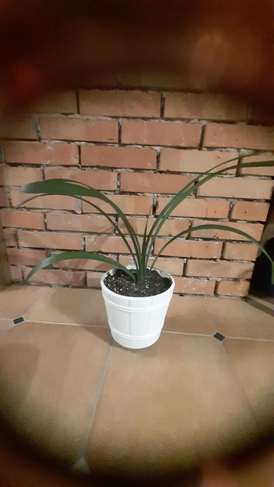 Kliwia pomarańczowa, geranium anginka  kwiatek roślina doniczkowa