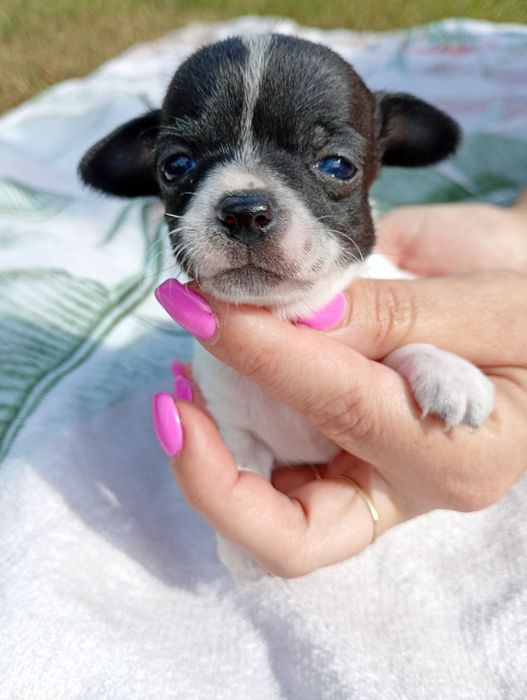 Chłopiec chihuahua